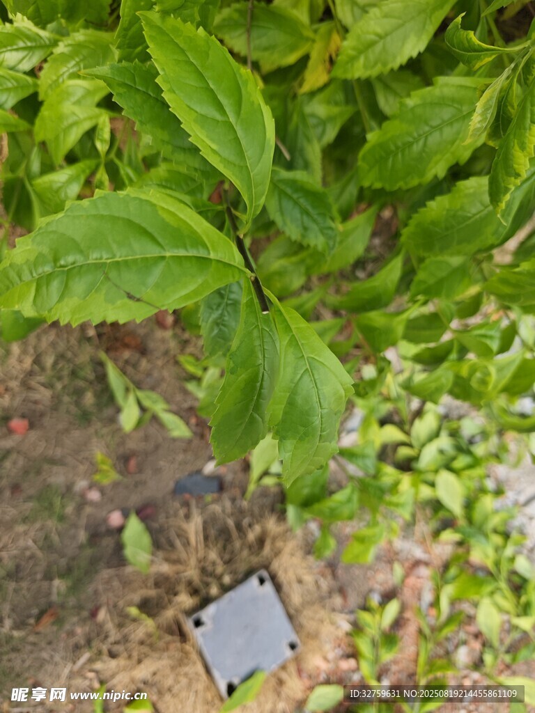 綠葉下的方形物件