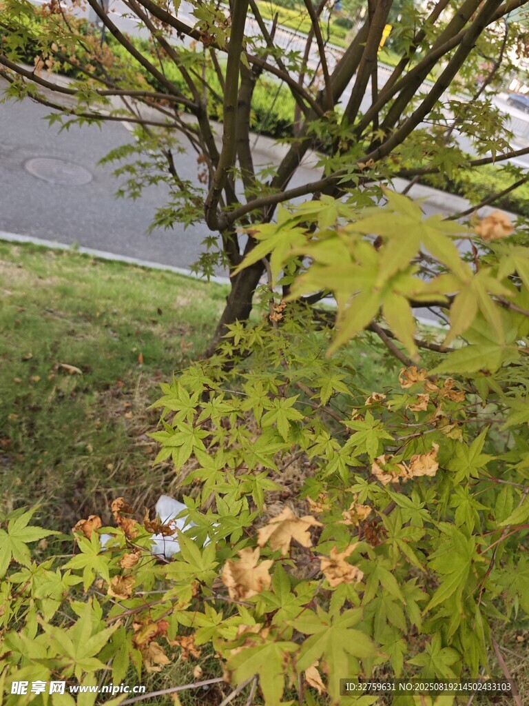路邊枝葉繁茂的綠植
