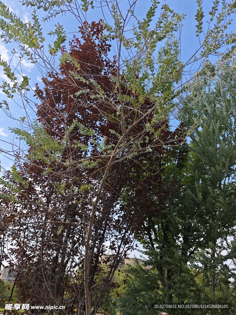 繁茂樹林中的多彩樹木