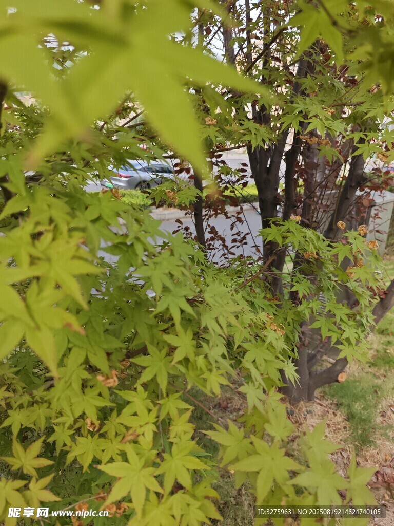 綠葉繁茂的林間景致