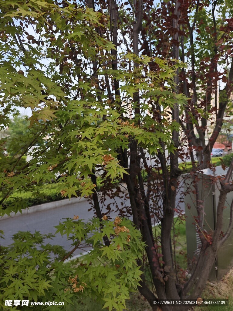 路邊綠樹景致
