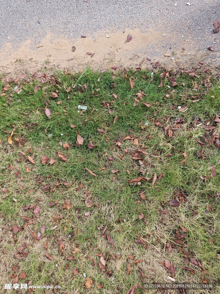 地面綠草與散落枯葉