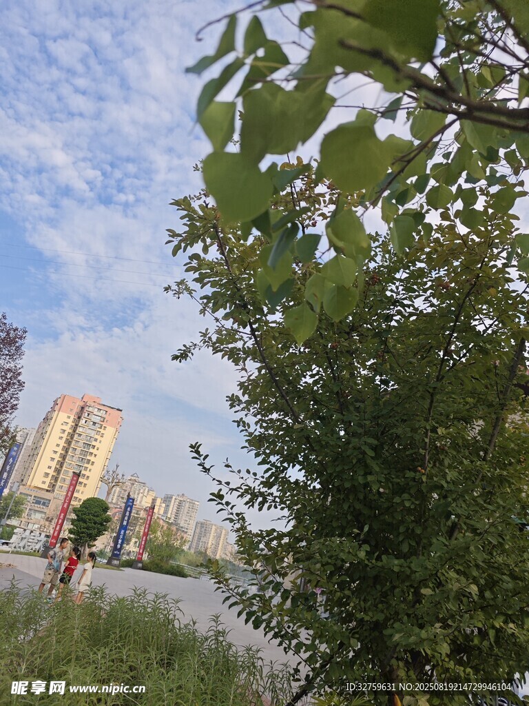 城市邊的綠樹與遠(yuǎn)處高樓