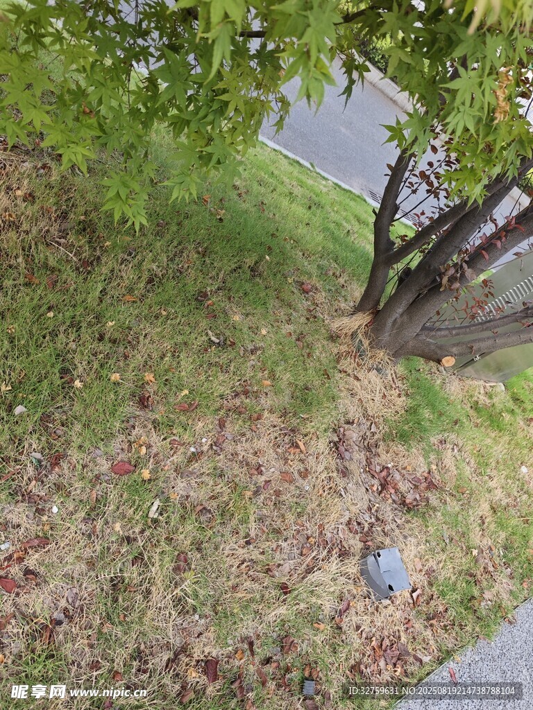 路邊草地與落葉及樹(shù)木