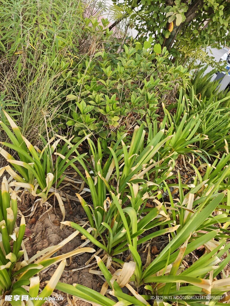 翠綠叢生的植物景觀