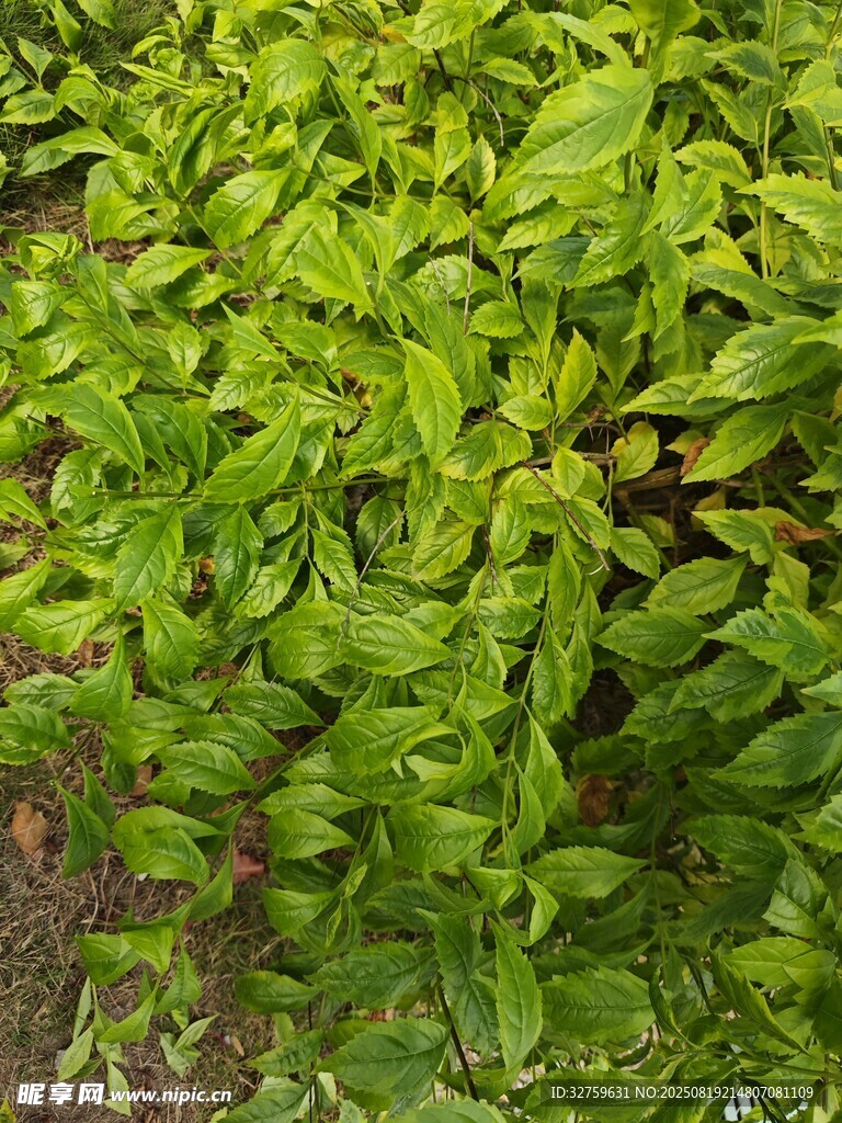 翠綠茂盛的綠色植物
