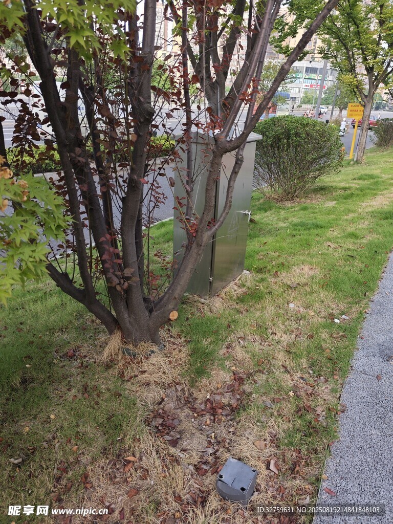 路邊樹木與草地景觀