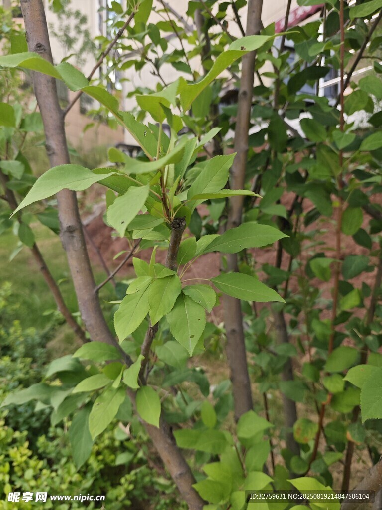 綠葉繁茂的植物枝干