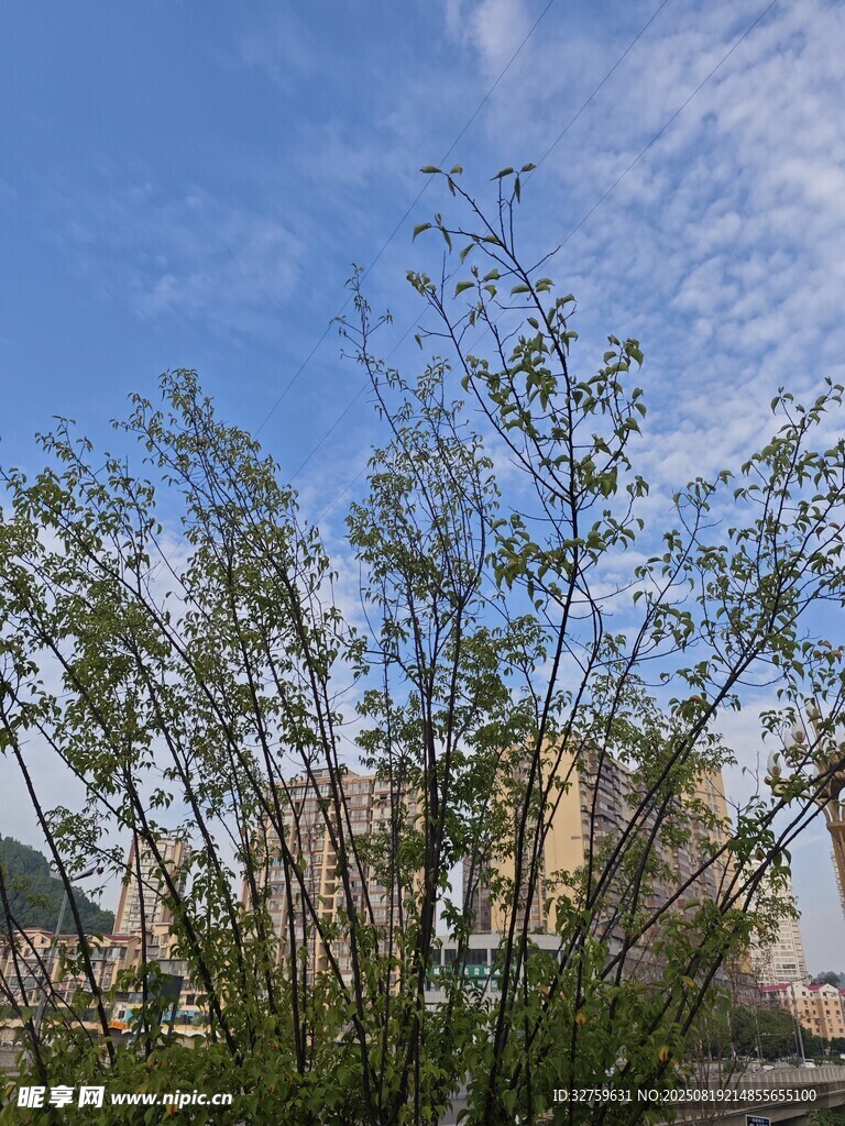 藍(lán)天之下的蔥郁綠植