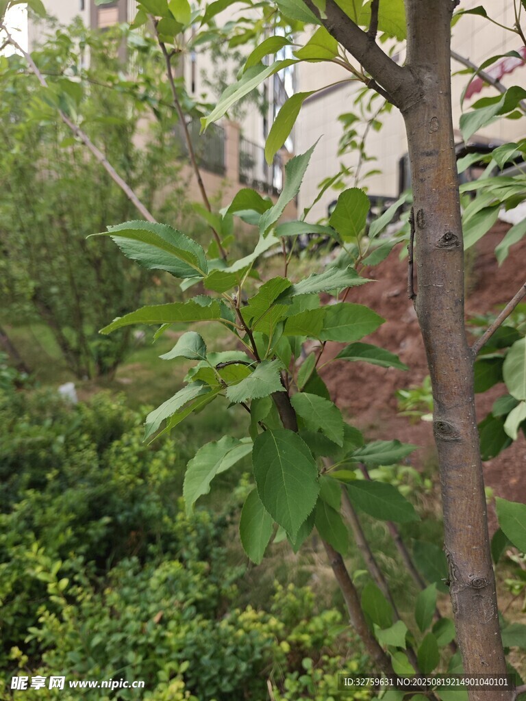 綠葉繁茂的樹干與周邊植被