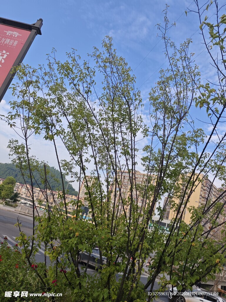 枝頭新綠
