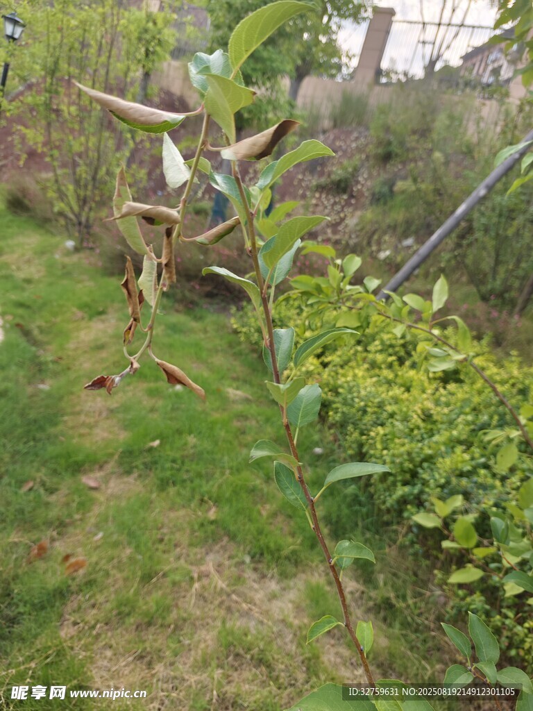 戶外綠植旁的園藝工具場(chǎng)景