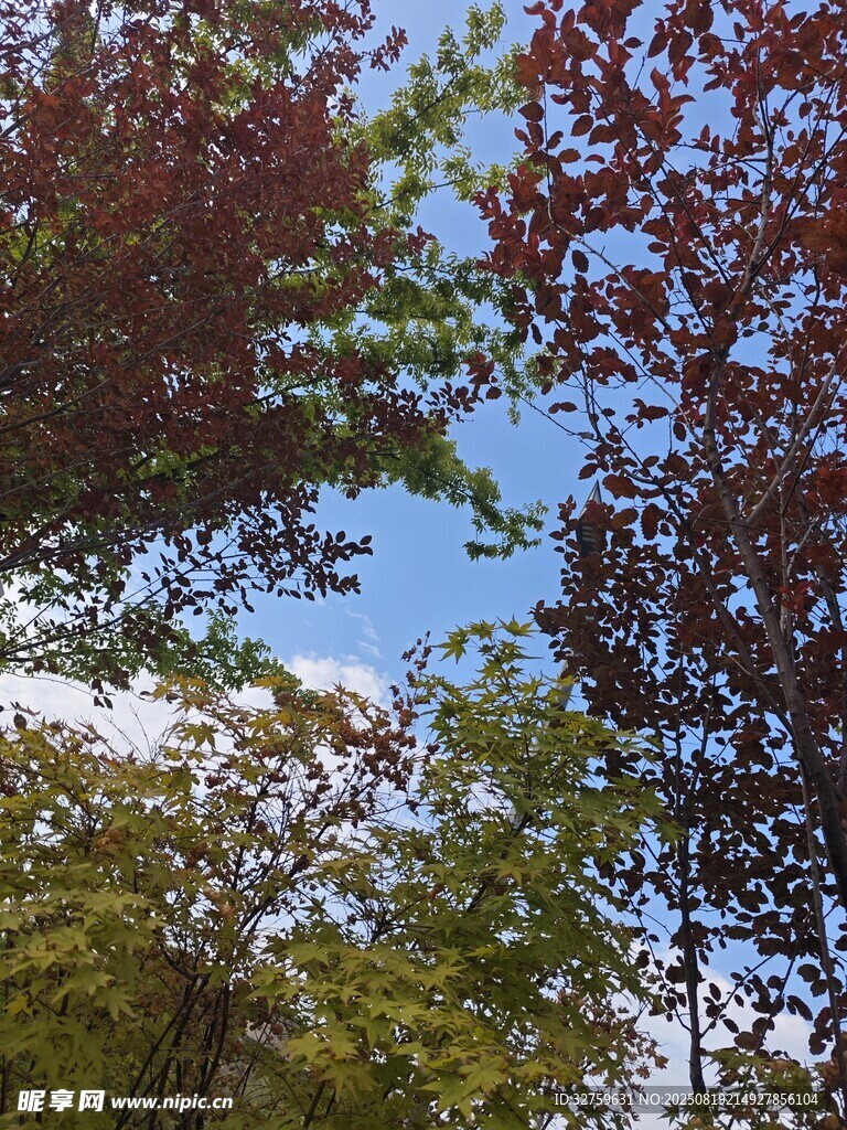 秋日林間樹梢與藍天