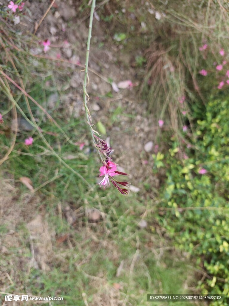 地上綻放的粉色小花