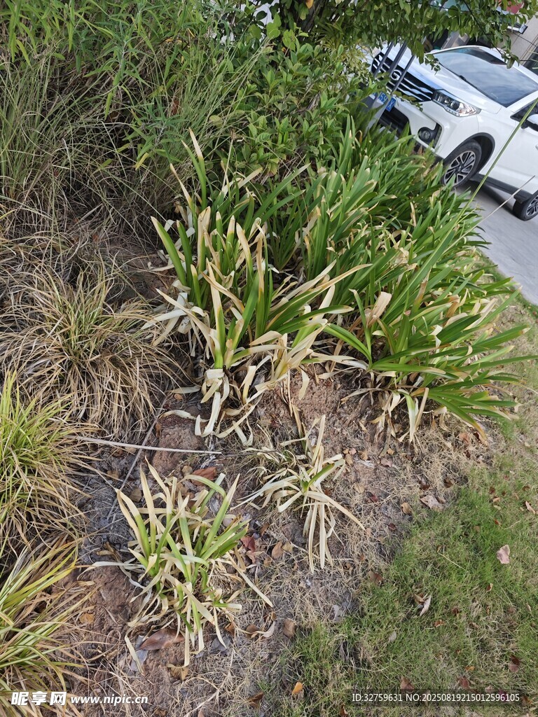 路邊生長的黃綠相間植物