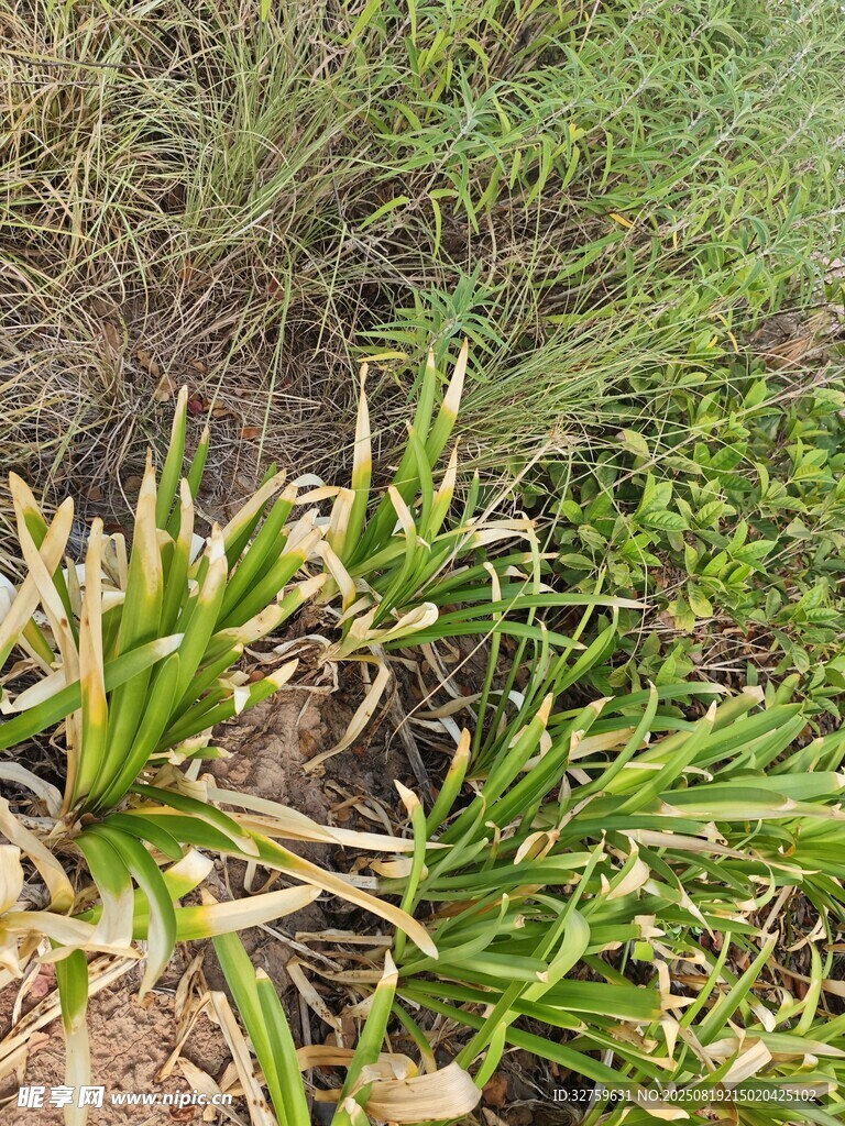 嫩綠植物生長于草地間