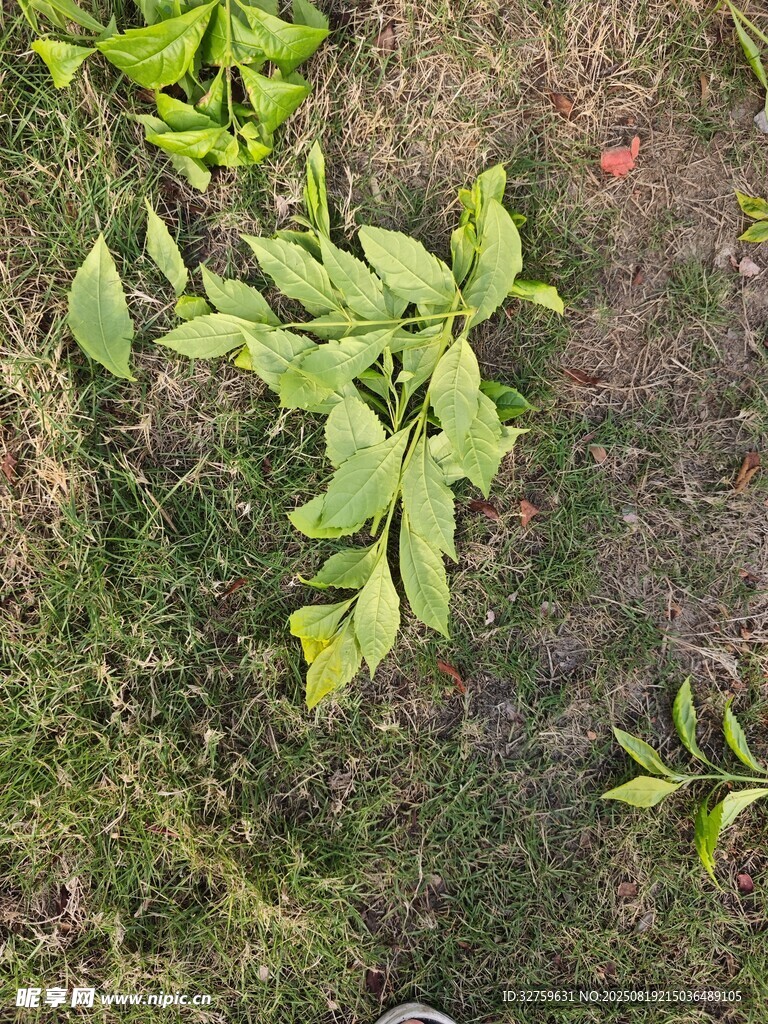 地面上的嫩綠植物