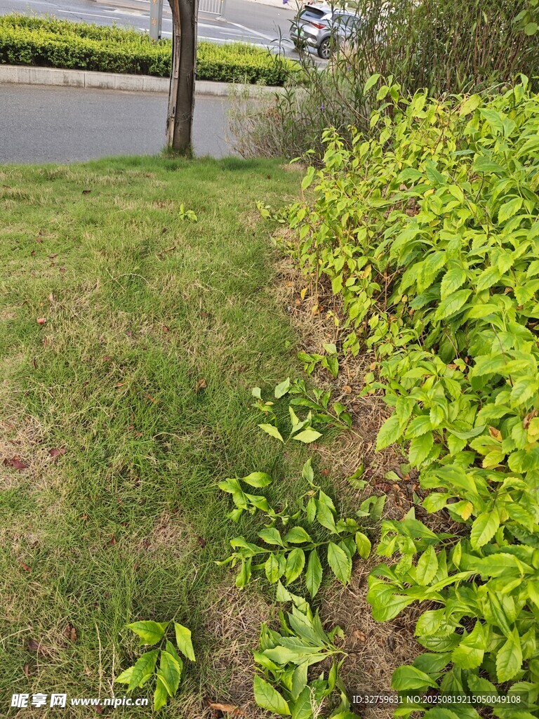 路邊翠綠植物景觀