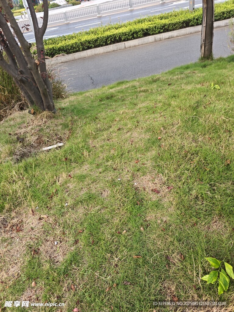 路邊草地景觀
