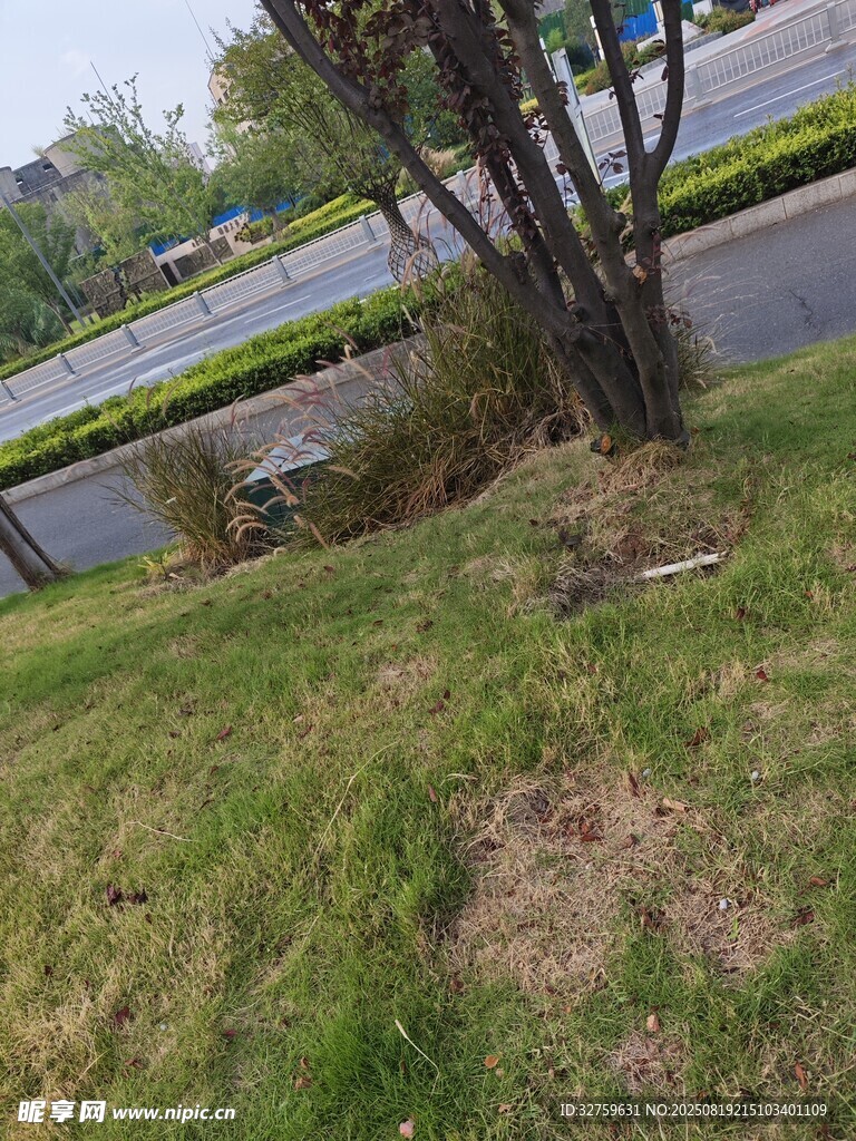 路邊草地旁的樹(shù)木