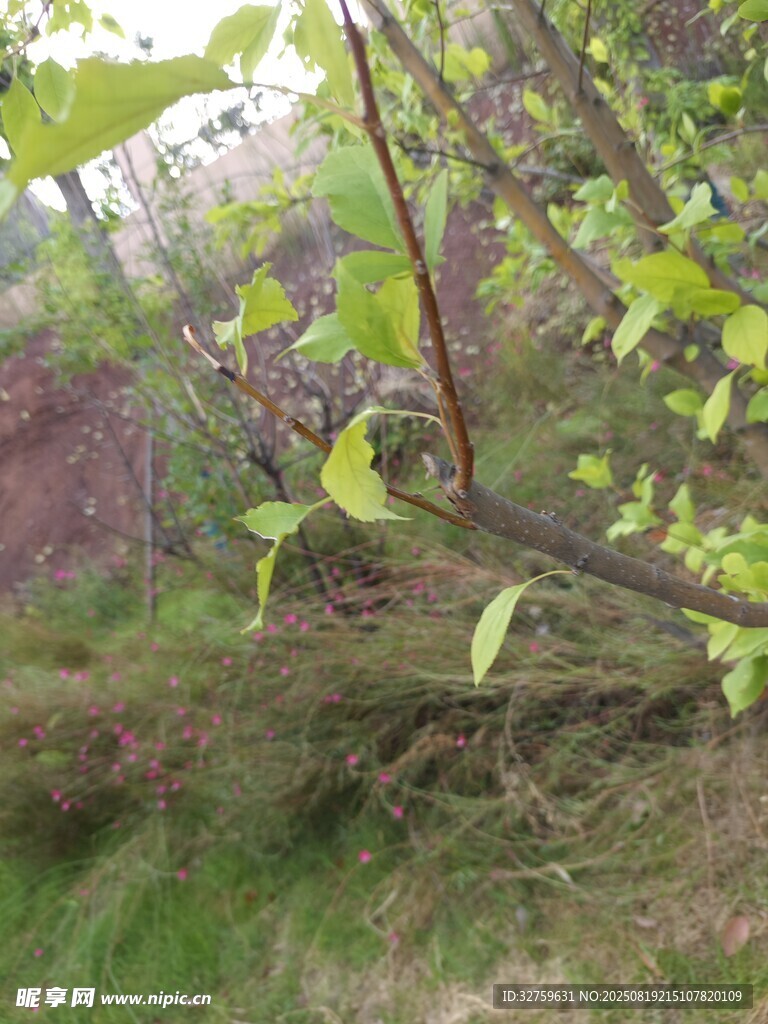 春日枝頭嫩綠樹(shù)葉景象