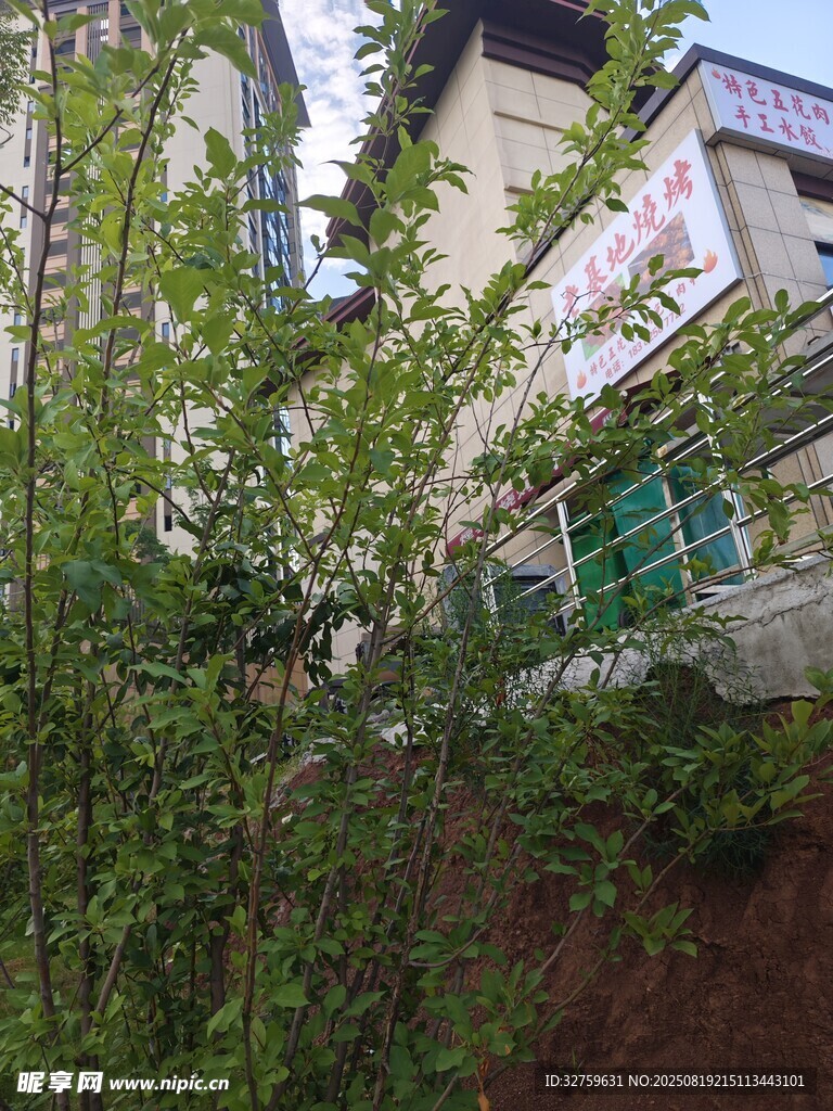 綠植掩映下的房屋一角