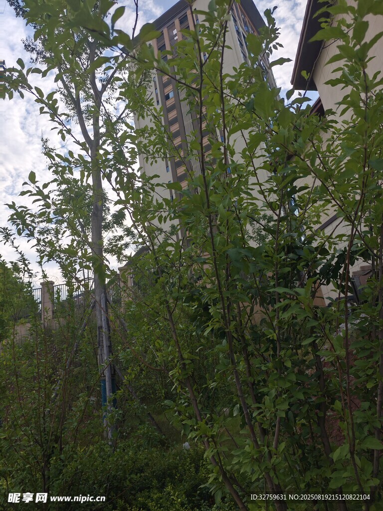 繁茂綠植中的建筑一角