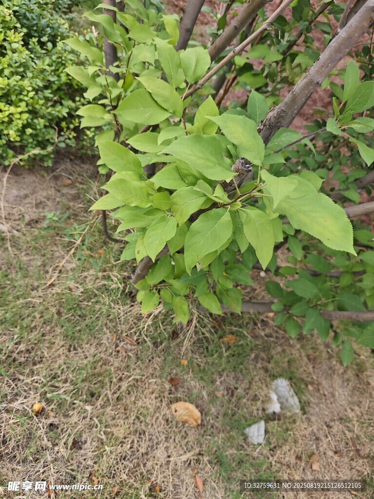 綠葉植物于地面生長