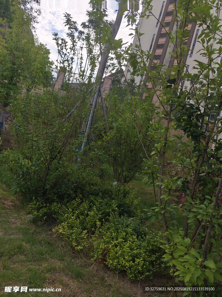 小區(qū)中的綠植景觀