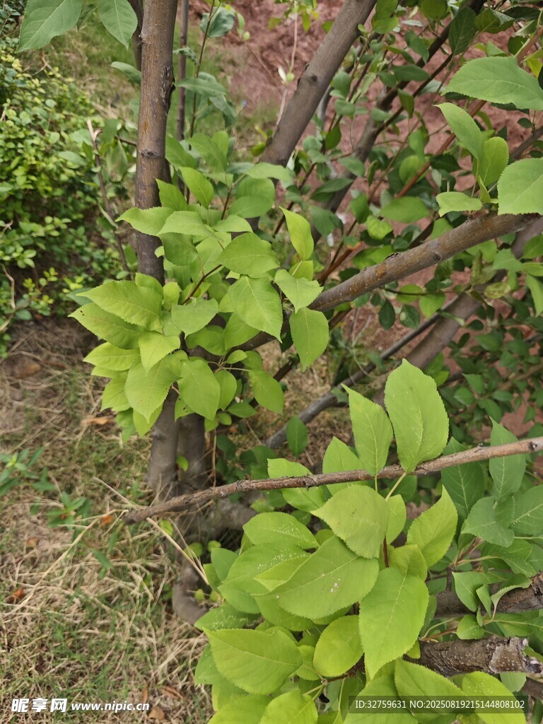 綠葉植物生機(jī)盎然