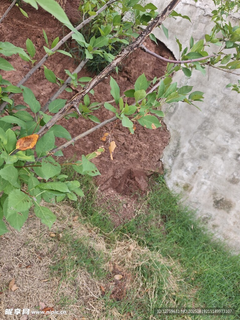 戶外植物與石塊景觀