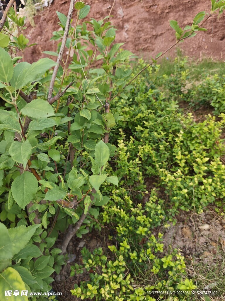 綠意盎然的植物景觀