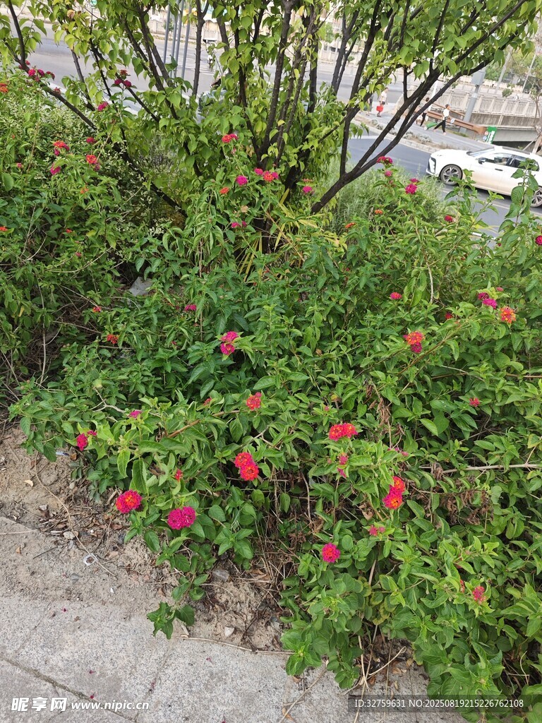 路邊綻放的鮮艷紅色花朵