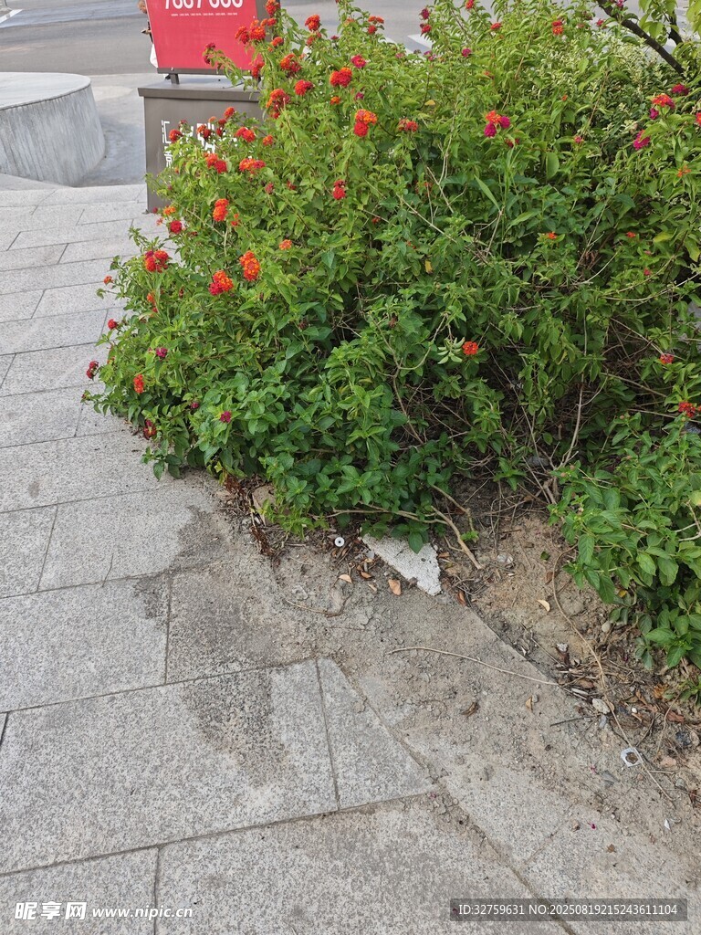 路邊綻放的鮮艷花叢