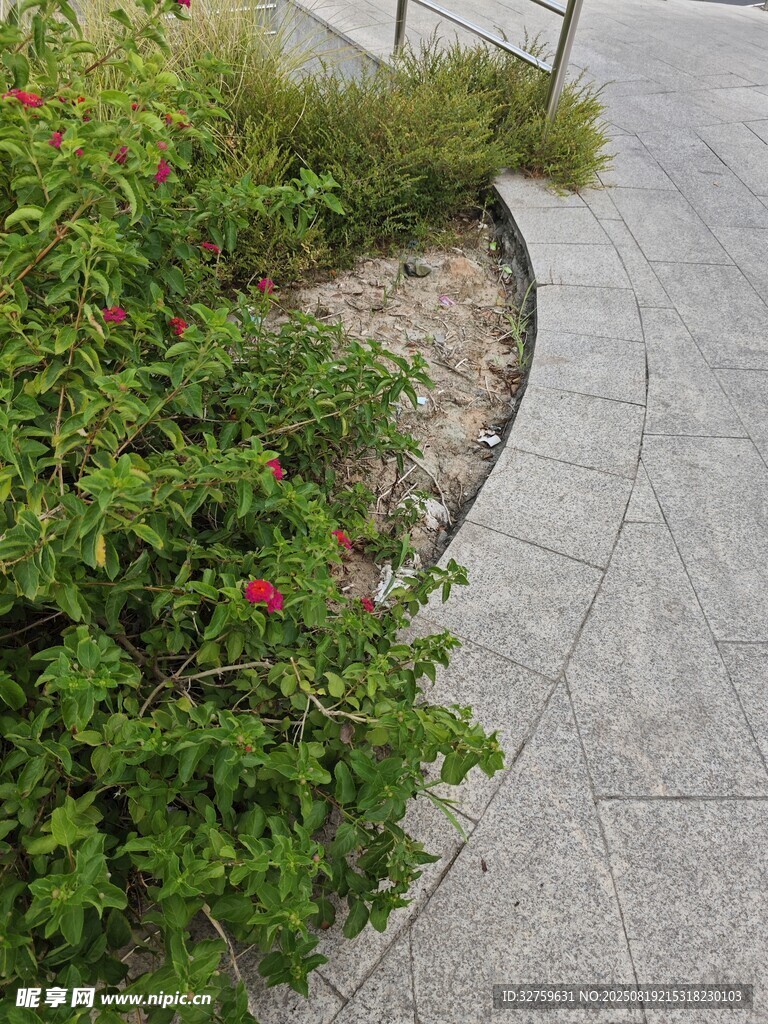 路邊綠植景觀