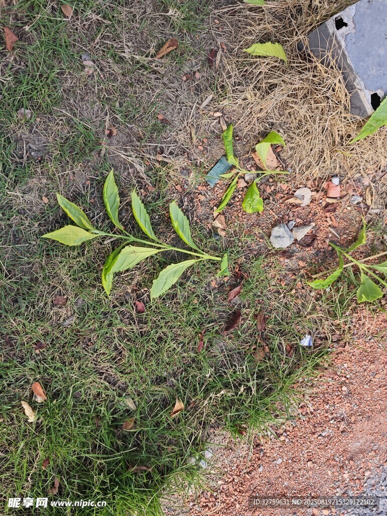 地面上的嫩綠植物枝葉