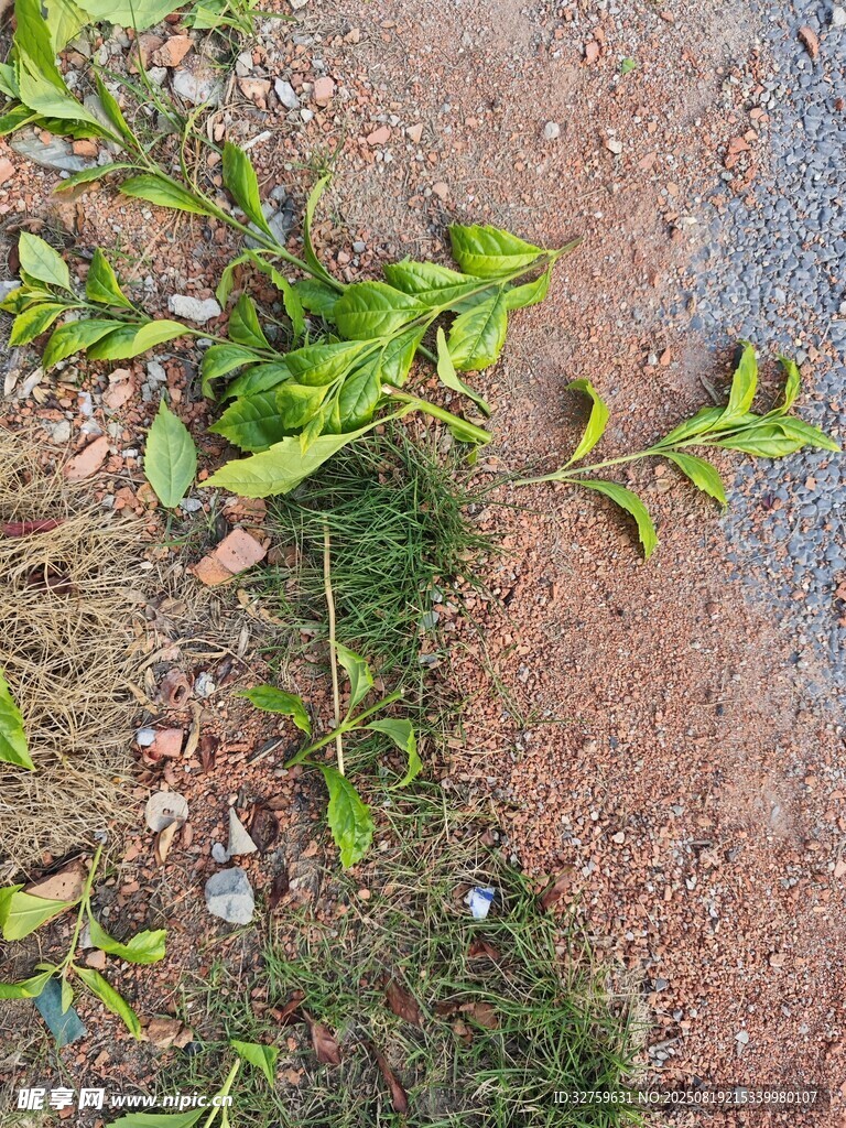 路邊嫩綠植物生機勃勃