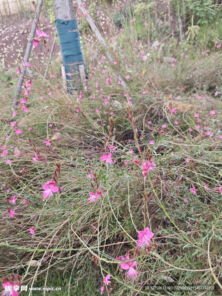 粉色小花綻放于草叢間