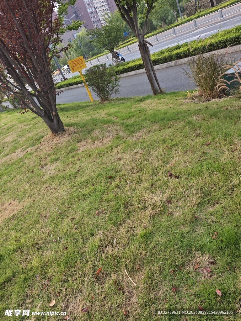 路邊草地與樹木景觀