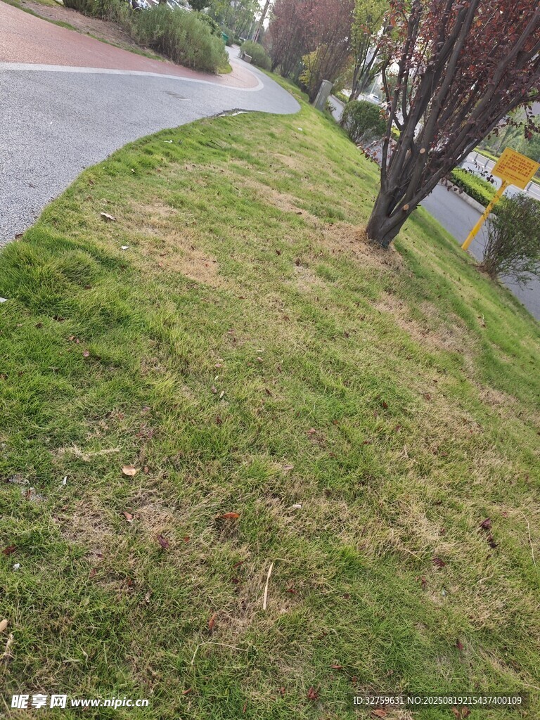 路邊草地景象