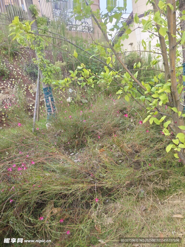 戶(hù)外繁茂植被景觀