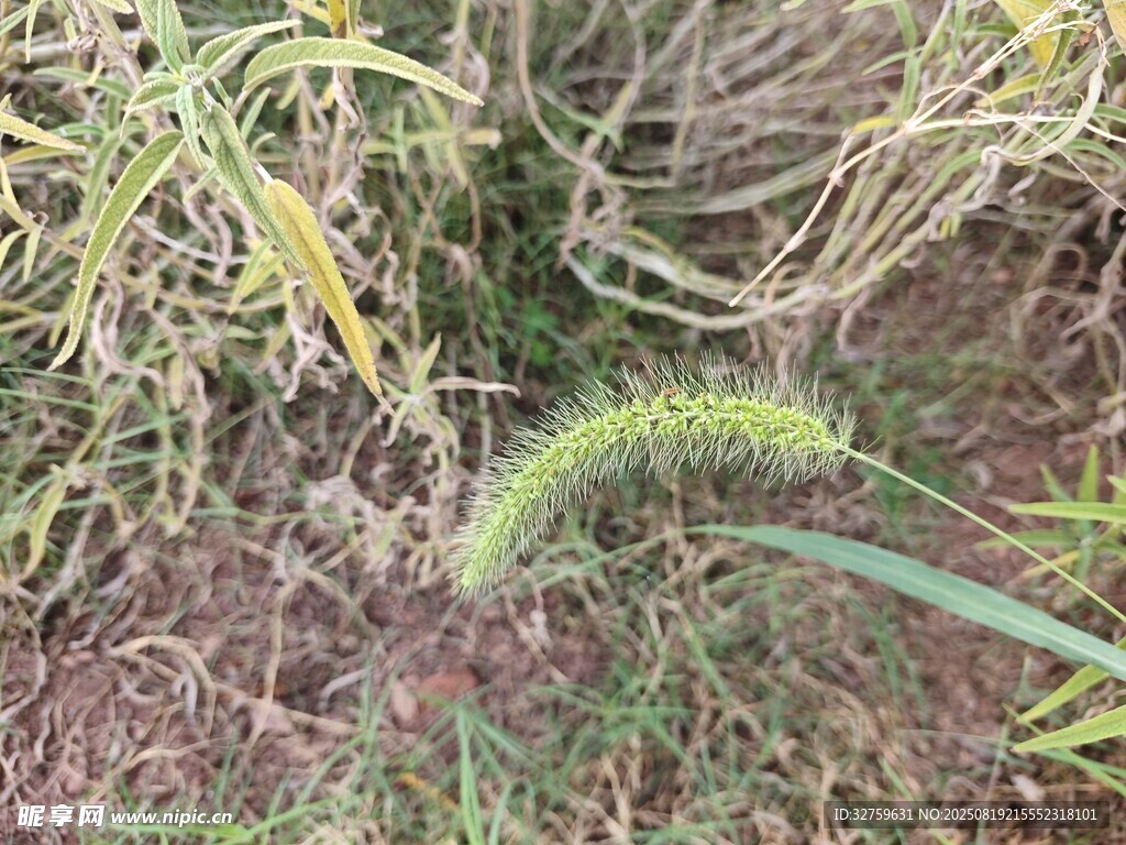 田野中的狗尾巴草