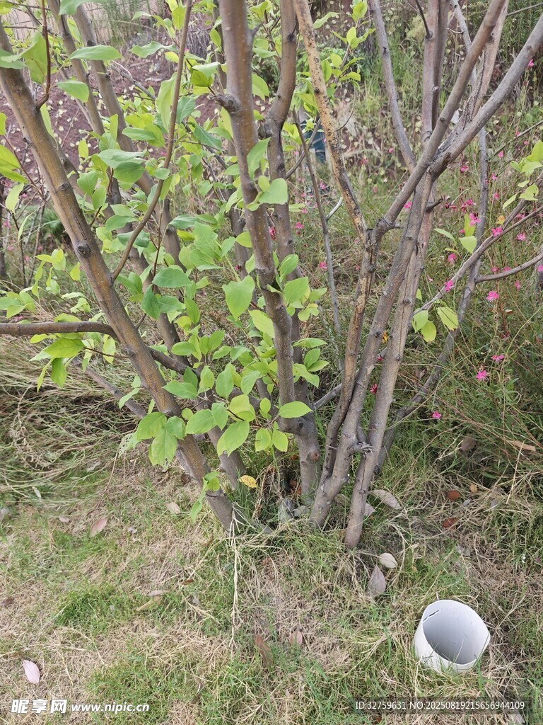 野外叢生植物與白色物件