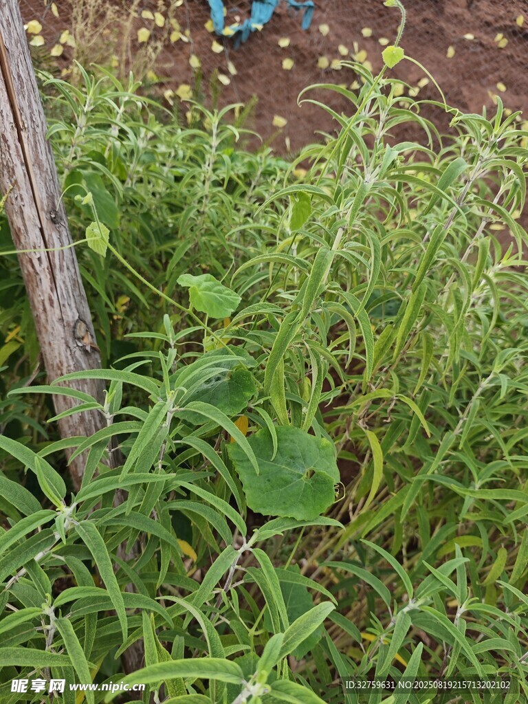 田間茂盛綠植