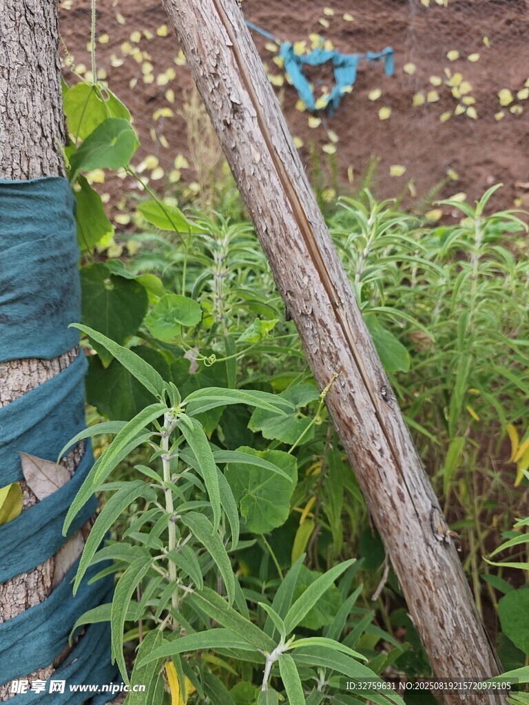 野外植物與老舊物件景象