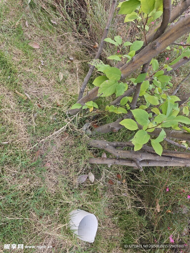 草地上的綠植與白色杯具