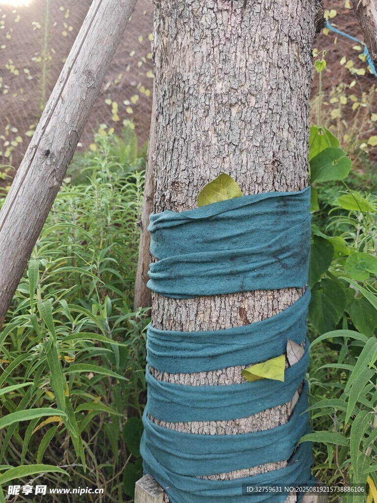 樹(shù)干纏繞藍(lán)色膠帶的場(chǎng)景