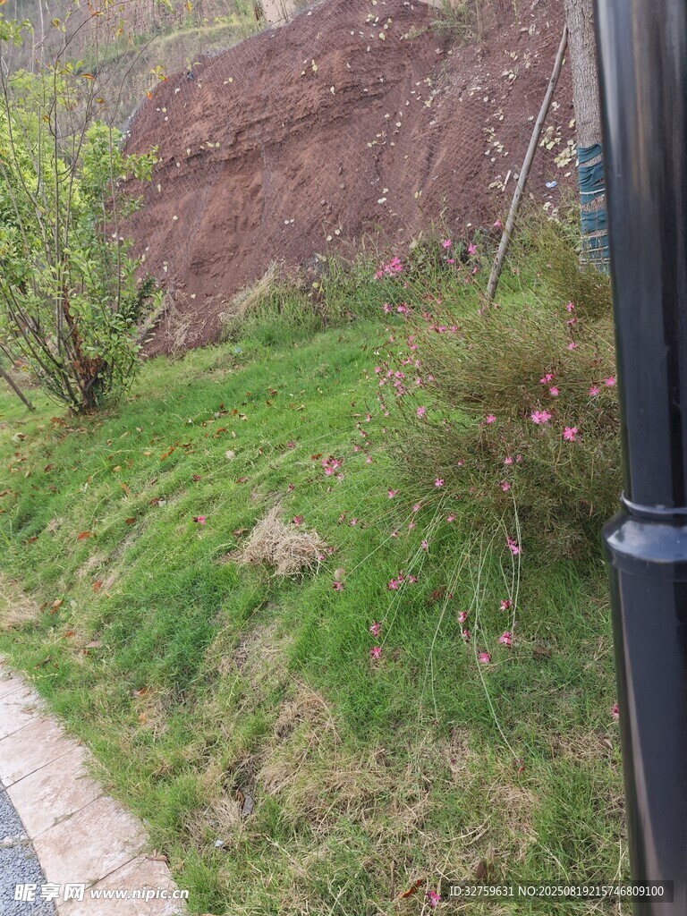 路邊草地與坡地景觀