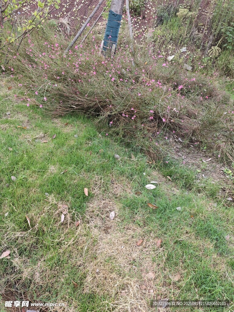 野外草地中的小徑