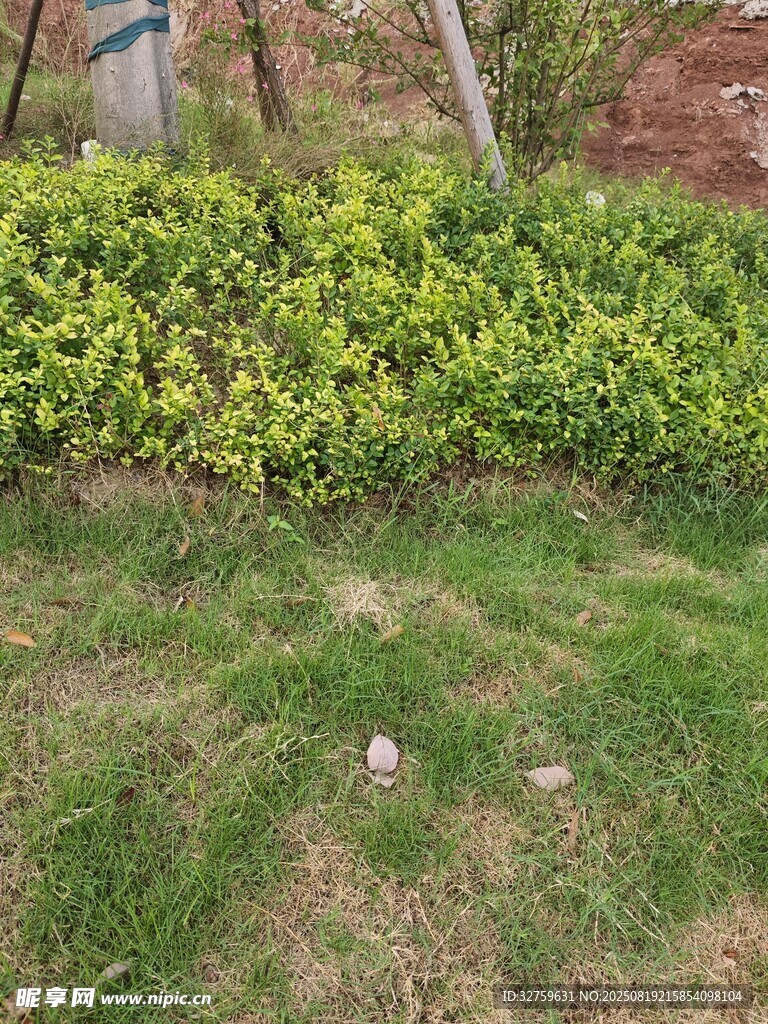 戶外綠植與草地景觀